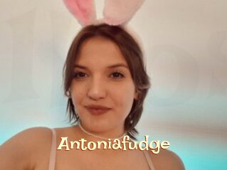 antoniafudge 1 bonnasse